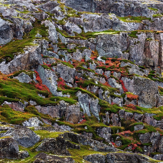 Roccia, pendio di montagna coperto di vegetazione, muschi, licheni nella tundra. Penisola di Kola, Russia.