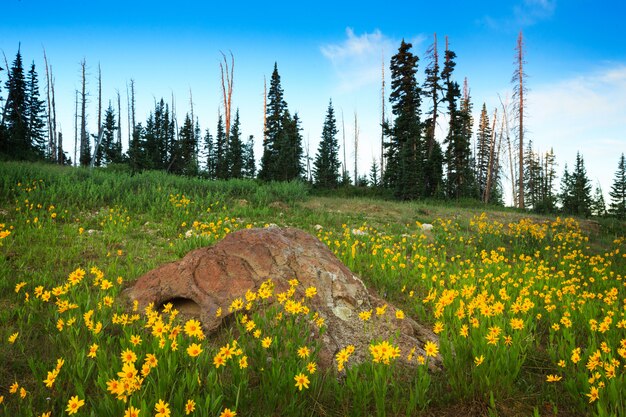 Rock and Meadow con fiori di campo