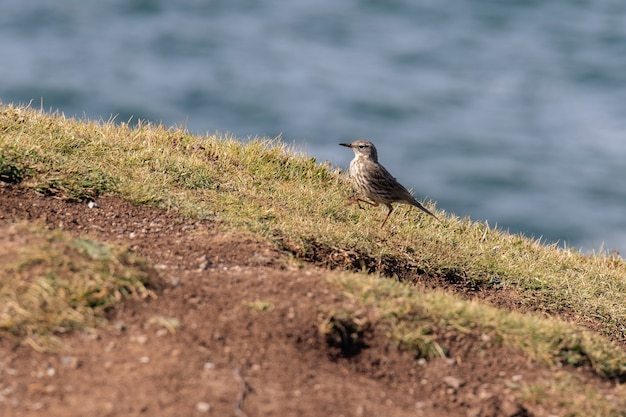 Rock Pipit (Anthus petrosus) camminando lungo il bordo della scogliera a Kynance Cove