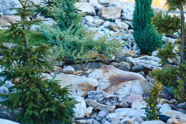 Rockery di conifere nel paesaggio Diversi tipi di pino e abete rosso con aghi di colore diverso