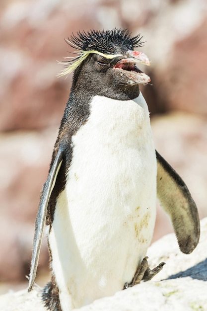 Rockhopper