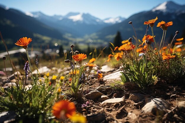 Rocky_mountain_landscape_with_alpine_wildfl_337jpg