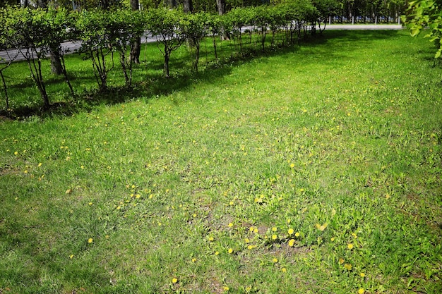 Roda diagonale di cespugli del parco sullo sfondo del paesaggio