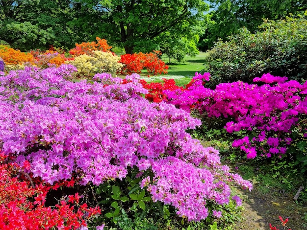 Rododendri fioriti multicolori in un parco pubblico Regno Unito