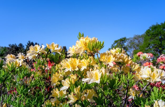 Rododendri gialli. Sfondo floreale con rododendri. Cespuglio di fiori delicati di piante di azalea o rododendro in una soleggiata giornata primaverile.