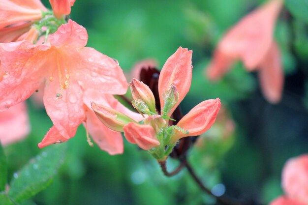 Rododendro a crescita sempreverde durante il periodo di fioritura