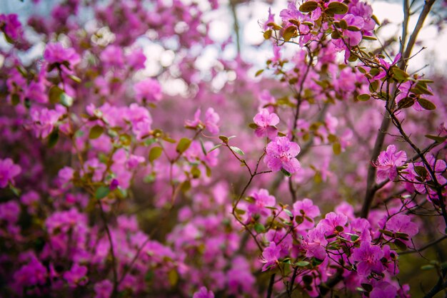 Rododendro che fiorisce nelle montagne Altai