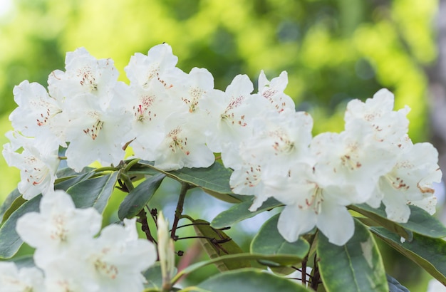 Rododendro fiorito nel giardino botanico