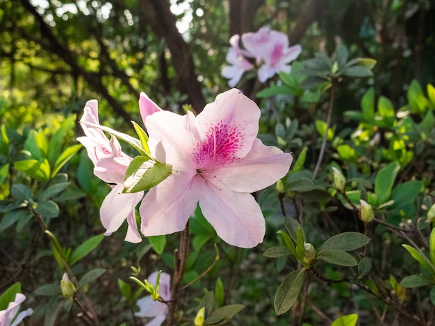 Rododendro nel parco