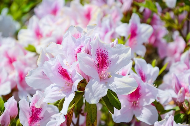 Rododendro o Azalea