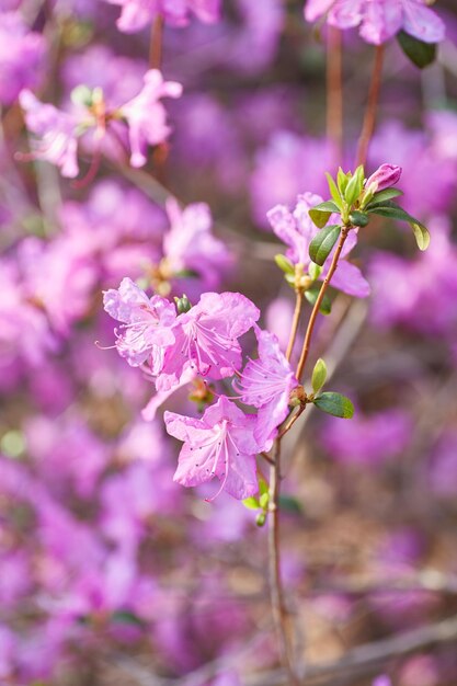 Rododendro rosa rosso lilla di vista aerea