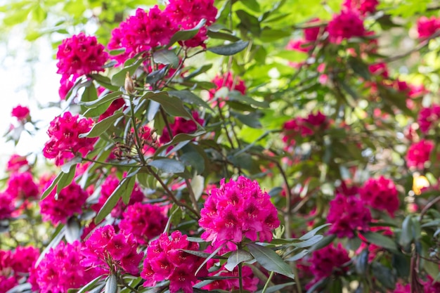 Rododendro rosso Nova Zembla fioritura lussureggiante nel vivaio di rododendri Vivaio sperimentale di rododendro Babite dell'Università della Lettonia