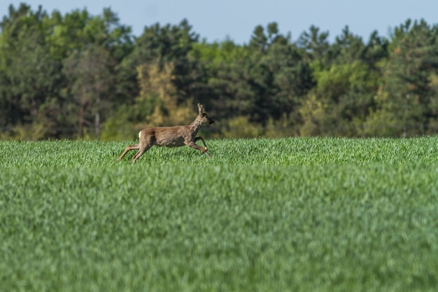 Roebuck europeo in primavera sul campo di cereali con cappotto di primavera