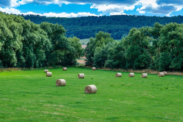 Rolls haystacks paglia sul campo raccolta del grano Campo rurale con balle di fieno Paesaggio