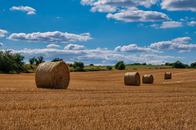 Rolls haystacks paglia sul campo raccolta del grano Campo rurale con balle di fieno Paesaggio