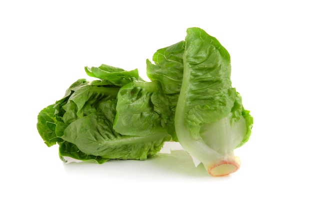 Romain Lettuce isolato su un bianco