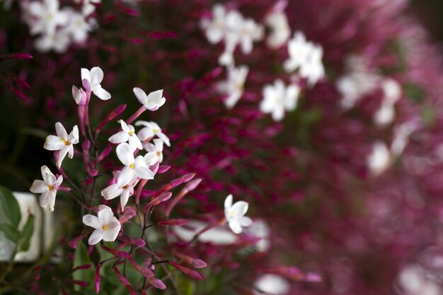 Romantica Flora Naturale Fiori Viola