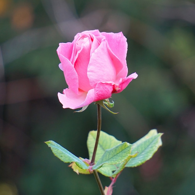 romantica rosa rosa in giardino