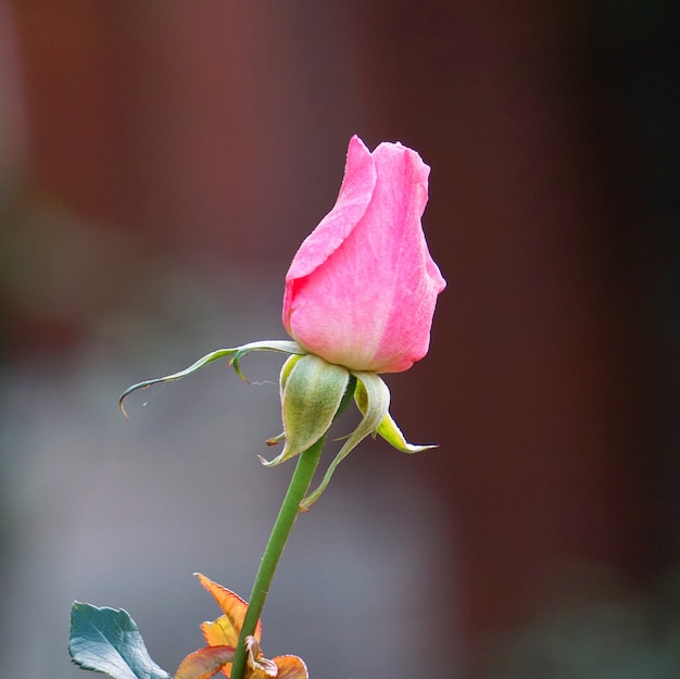 romantica rosa rosa in giardino