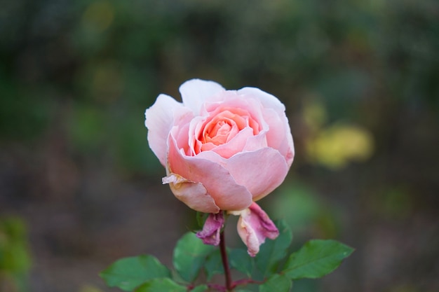 romantica rosa rosa in giardino