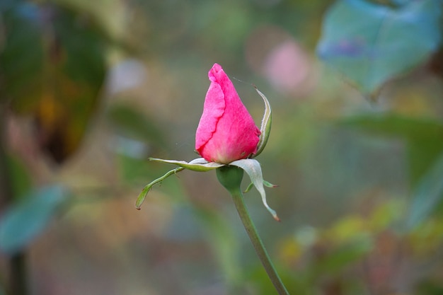 romantica rosa rosa in giardino