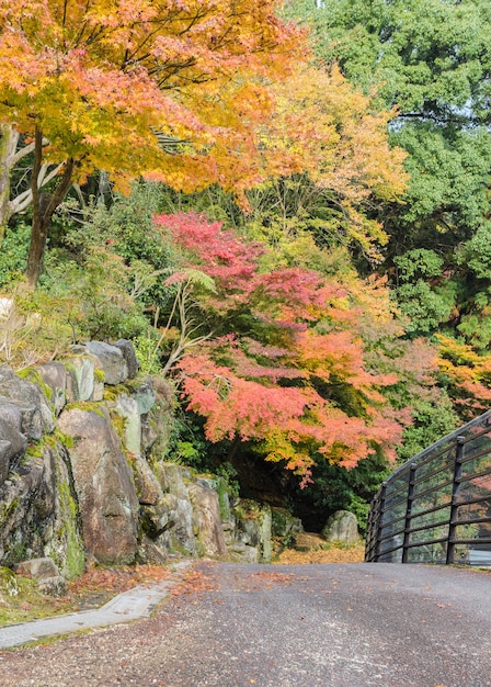 Romantica strada autunnale a Miyajima, Giappone