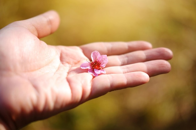 Romantico con la mano che tiene piccoli fiori di ciliegio rosa o fiori di ciliegio himalayano selvatico (Prunus cerasoides) il giorno di San Valentino. Natura e vacanza del concetto di amore.