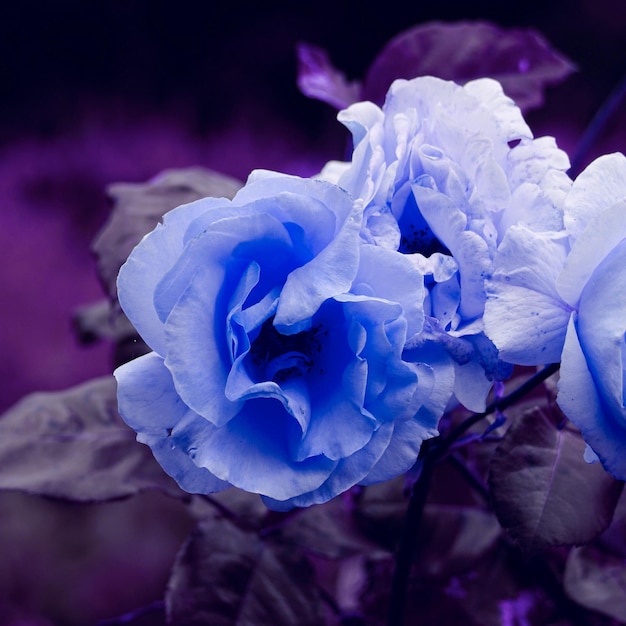romantico fiore di rosa blu per San Valentino