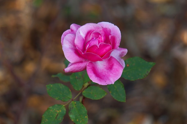 romantico fiore rosa in giardino