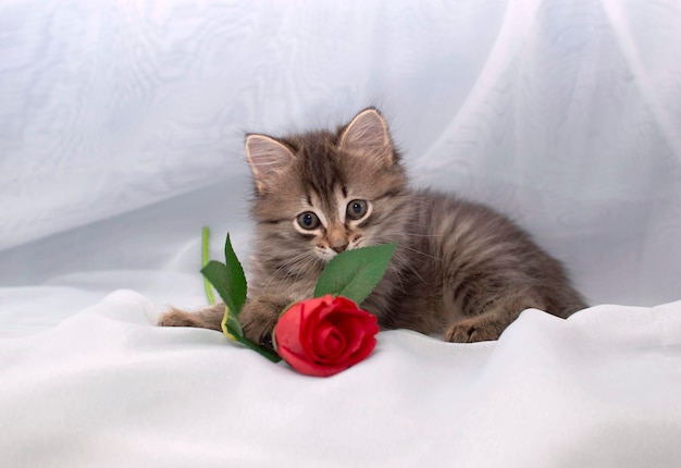 Romantico gattino grigio lanuginoso con una rosa rossa sdraiata su uno sfondo chiaro. Il concetto di animali domestici. Vacanza di San Valentino. una cartolina per l'otto marzo.