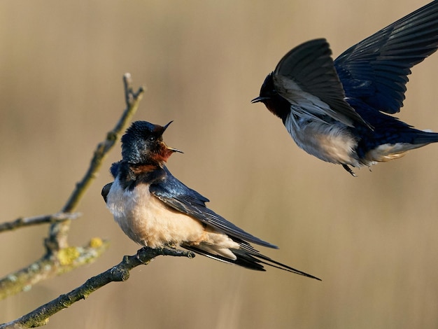 Rondine Hirundo rustica