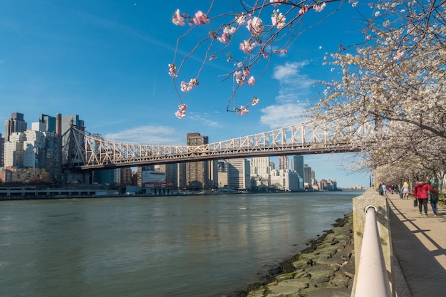 Roosevelt Island durante la fioritura dei ciliegi a New York