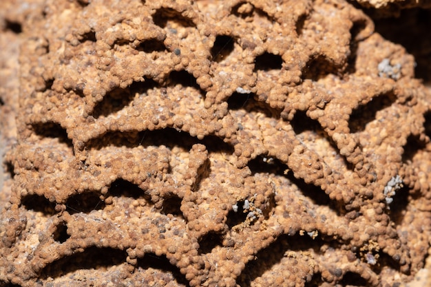 Root Ground, Termites Nest