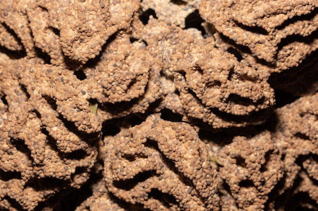 Root Ground, Termites Nest