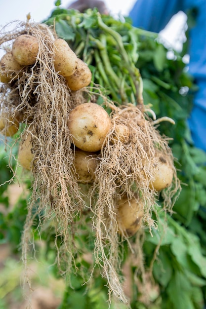 Roots full potato sta mostrando un lavoratore a Thakurgong Bangladesh