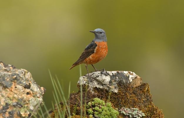 Roquero rojo posa en una piedra en primavera