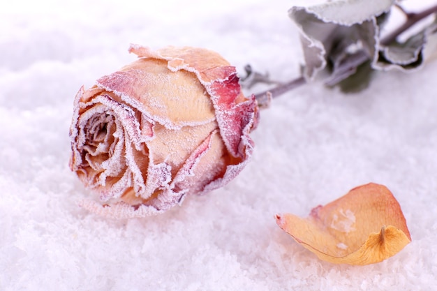 Rosa appassita ricoperta di brina sulla neve da vicino