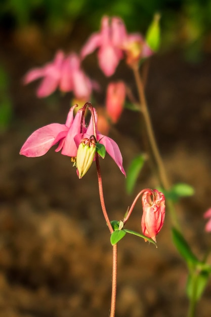 rosa aquilegia fiore che cresce nel giardino fiorito. concetto di coltivazione di fiori da giardino