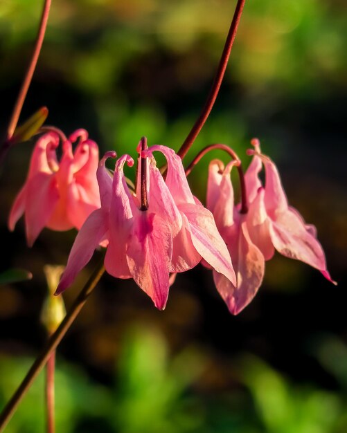 rosa aquilegia fiorisce in un giardino fiorito