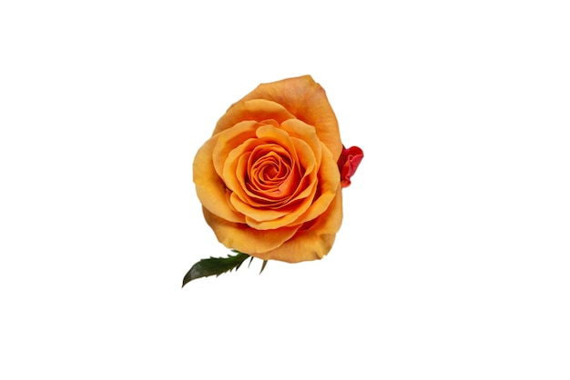 Rosa arancione isolata su una superficie bianca. Vista dall'alto.