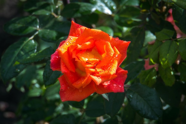 Rosa arancione sul cespuglio