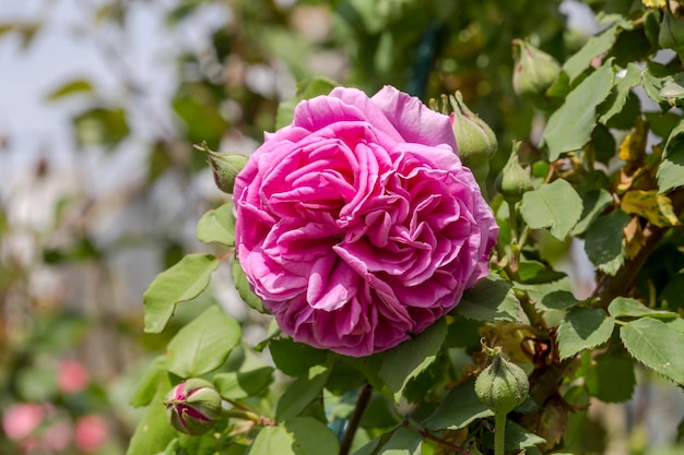 Rosa bei fiori di rosa nell'aiuola