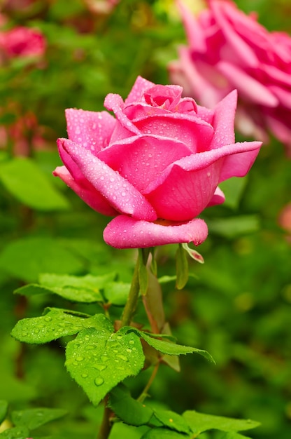 Rosa bella rosa che cresce nel giardino, sfondo naturale