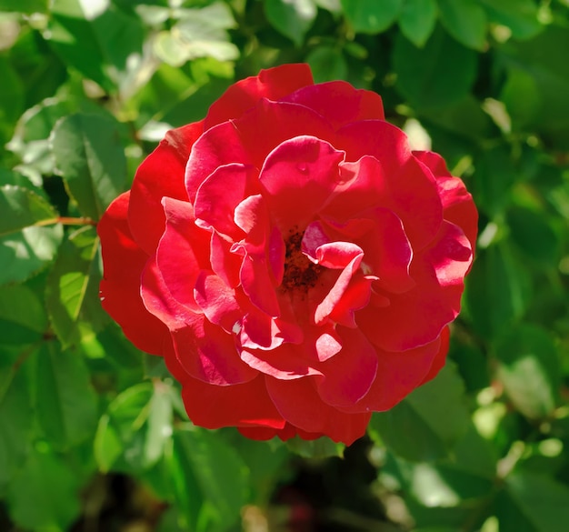 Rosa bella rosa che cresce nel giardino