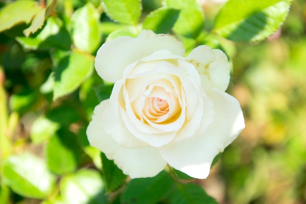 Rosa bianca con foglie verdi,