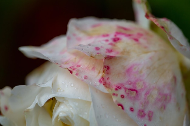 Rosa bianca con petali maculati macrofotografia in una piovosa giornata autunnale Giardino rosa con gocce di pioggia