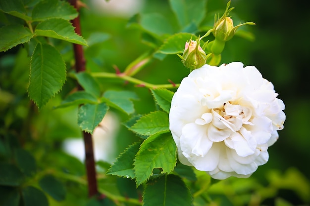 Rosa bianca in fiore nel giardino estivo