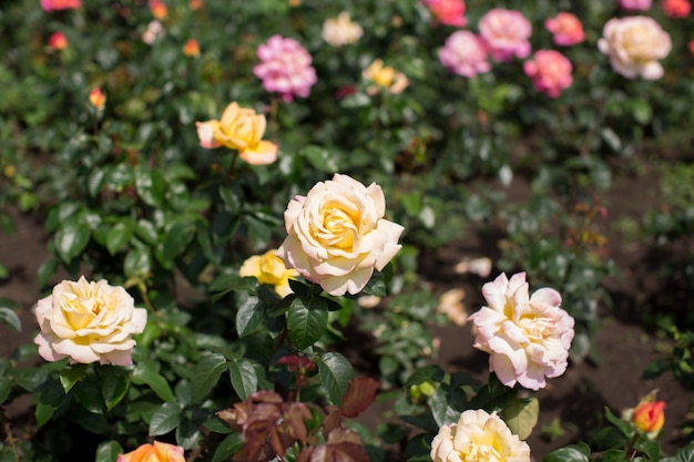 Rosa bianca in giardino