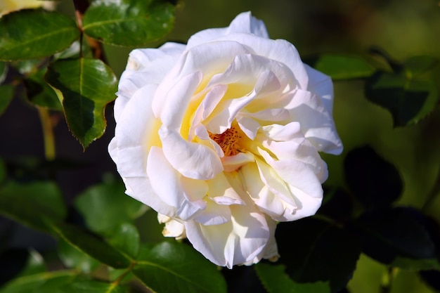 Rosa bianca in giardino