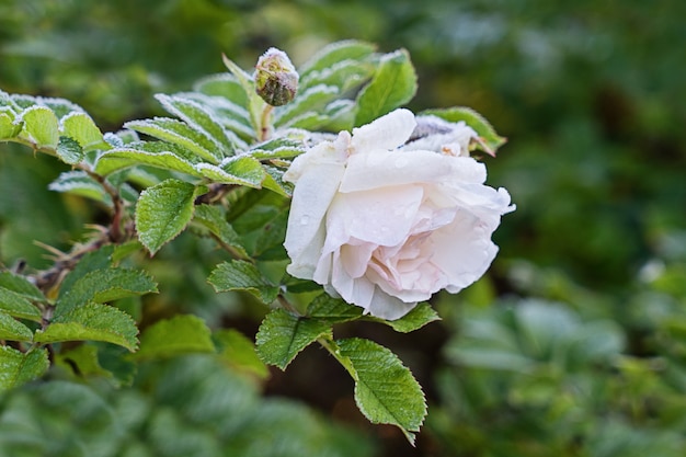 Rosa bianca in giardino